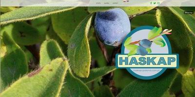 Haskap Poland
